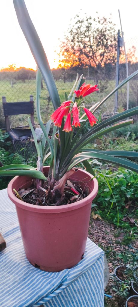 2 Liquidaciones domiciliarias:Plantas,