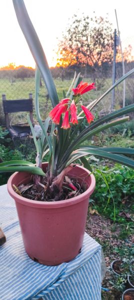 2 Liquidaciones domiciliarias:Plantas,