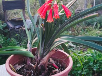 2 Liquidaciones domiciliarias:Plantas,