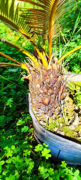 2 Liquidaciones domiciliarias:Plantas,