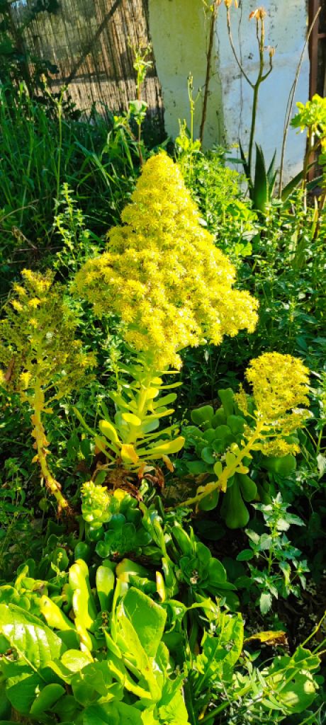 2 Liquidaciones domiciliarias:Plantas,