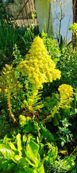 2 Liquidaciones domiciliarias:Plantas,