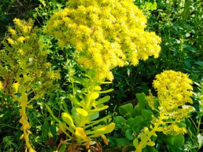 2 Liquidaciones domiciliarias:Plantas,