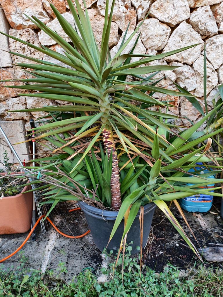 2 Liquidaciones domiciliarias:Plantas,