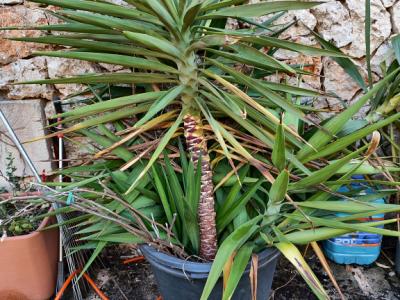 2 Liquidaciones domiciliarias:Plantas,