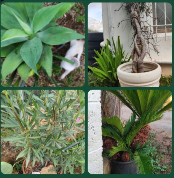 2 Liquidaciones domiciliarias:Plantas,