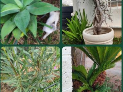 2 Liquidaciones domiciliarias:Plantas,