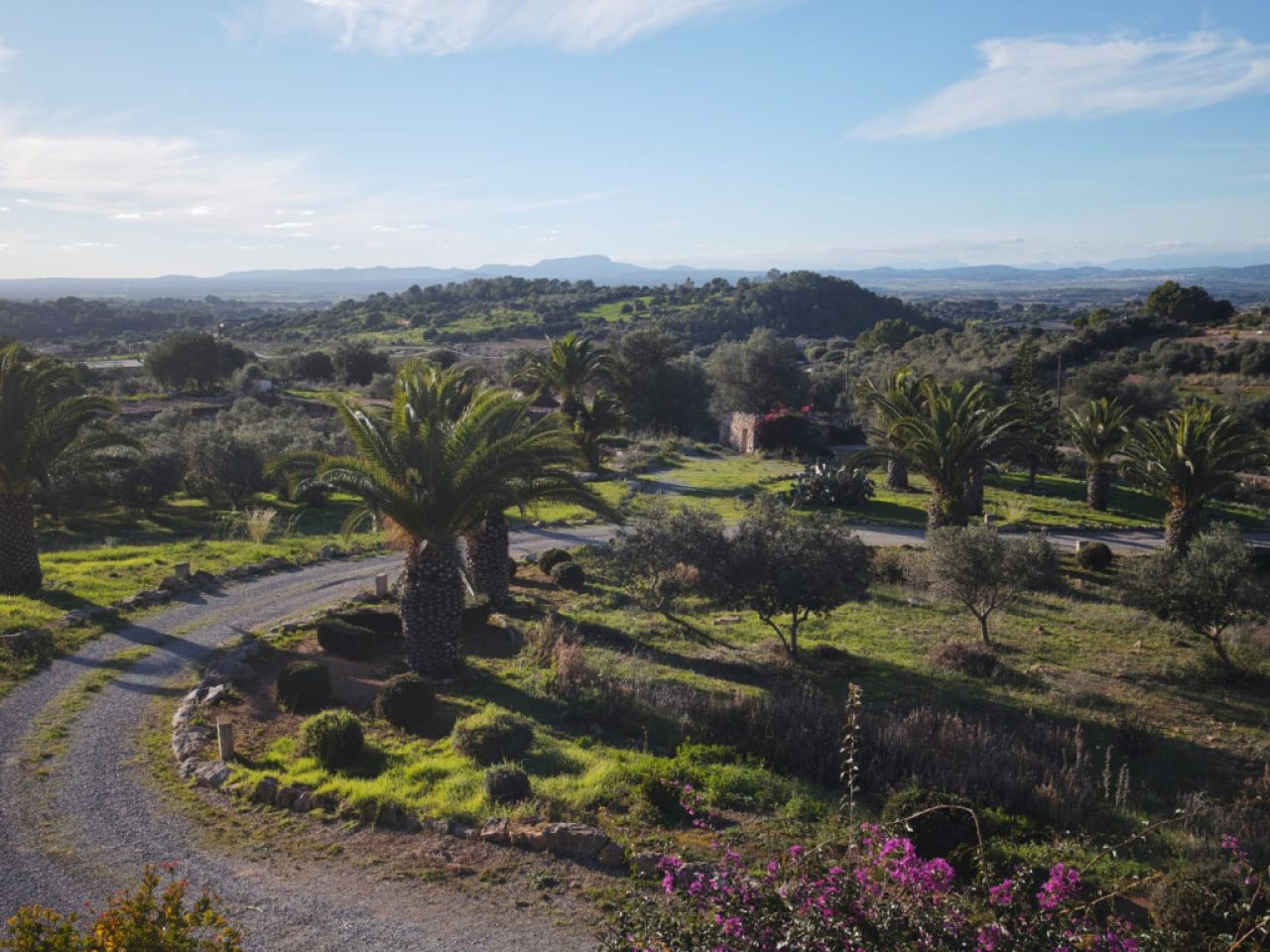 20 boxwood hedges and bushes to give away