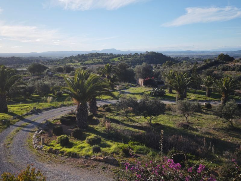 20 setos y arbustos de boj para regalar