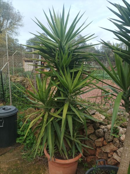 25 Yukka Palmen zu verkaufen