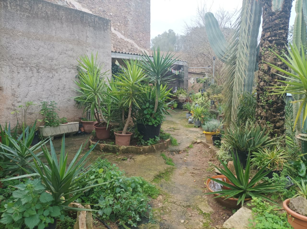 25 Yukka Palmen zu verkaufen