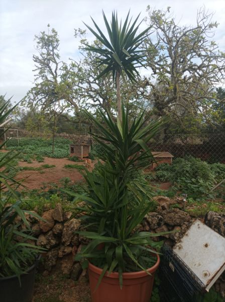 25 Yukka Palmen zu verkaufen