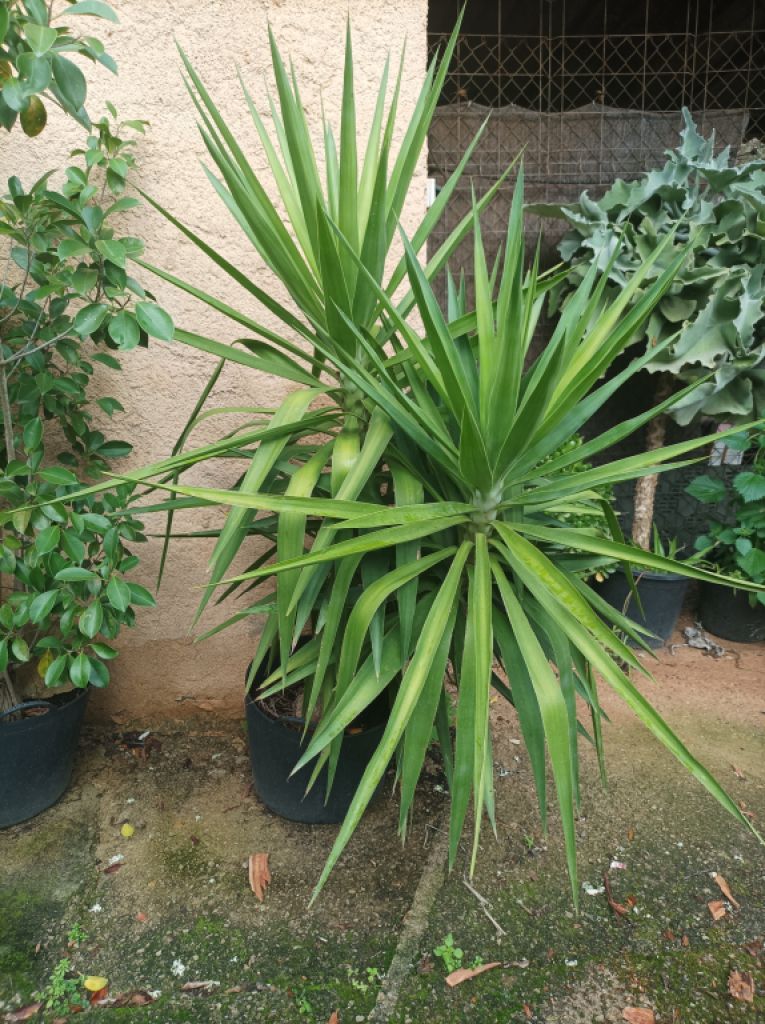 25 Yukka Palmen zu verkaufen