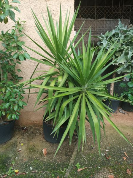 25 Yukka Palmen zu verkaufen