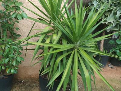 25 Yukka Palmen zu verkaufen