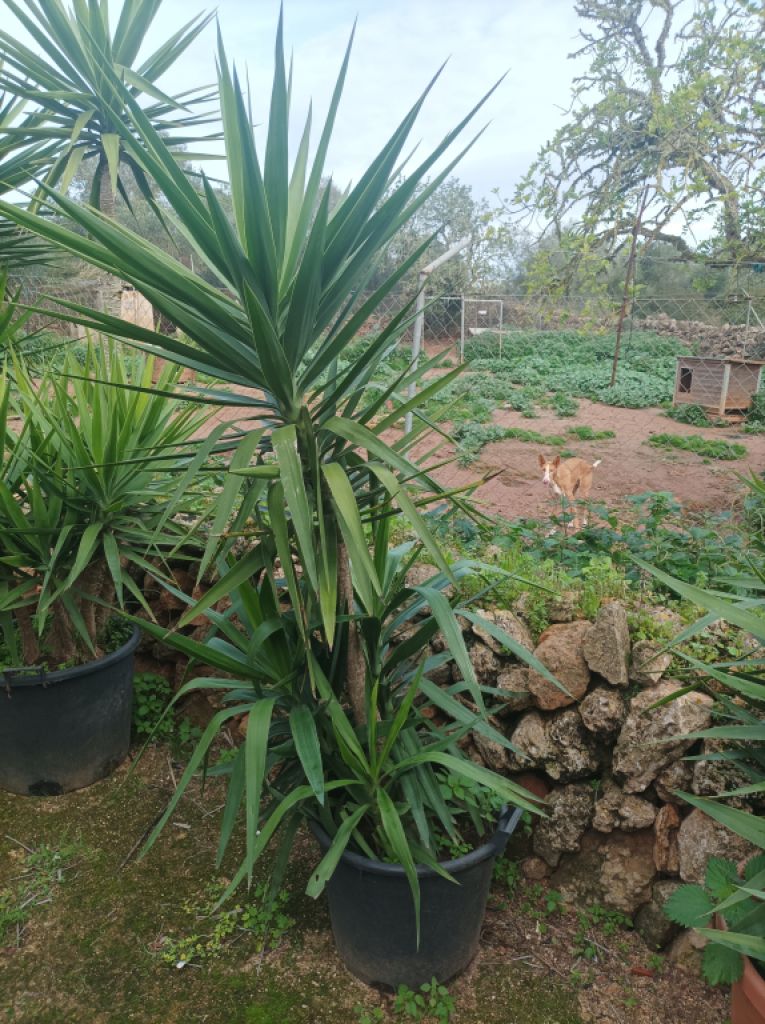 25 Yukka Palmen zu verkaufen