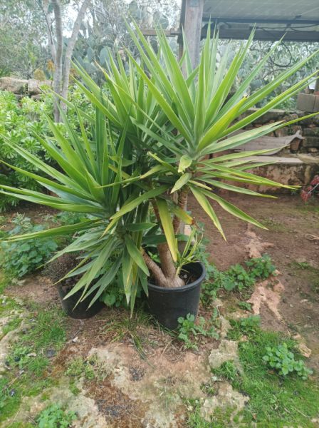 25 Yukka Palmen zu verkaufen