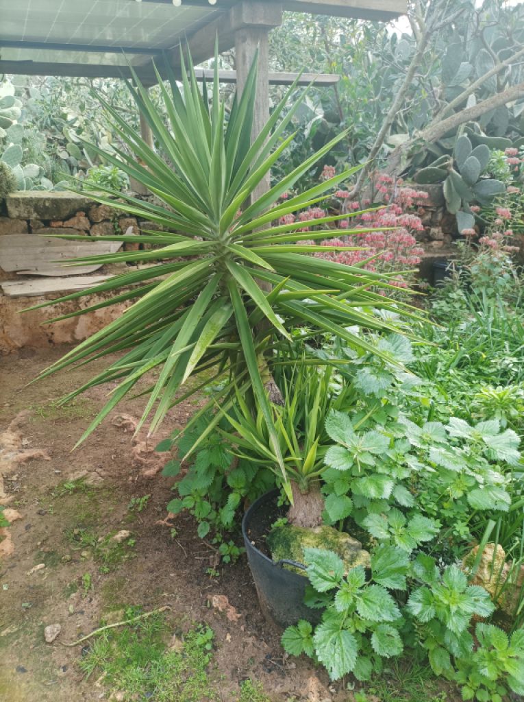 25 Yukka Palmen zu verkaufen