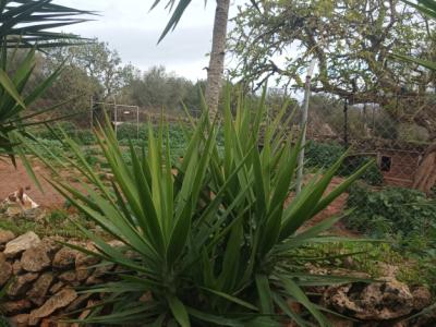 25 Yukka Palmen zu verkaufen