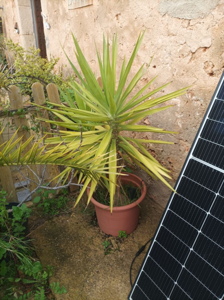 25 Yukka Palmen zu verkaufen