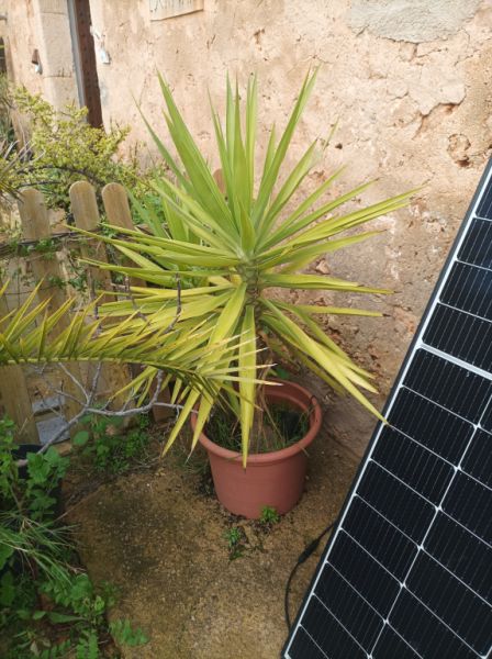 25 Yukka Palmen zu verkaufen