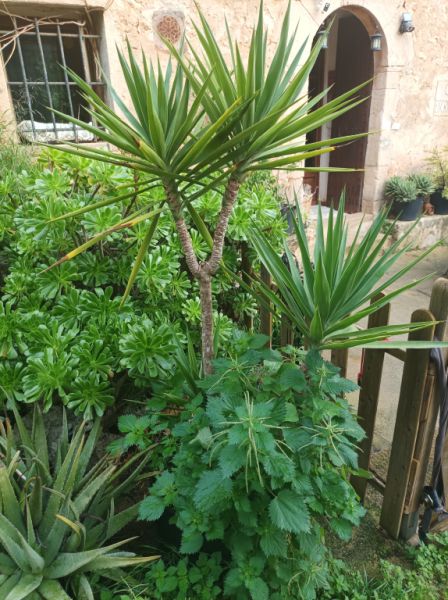 25 Yukka Palmen zu verkaufen