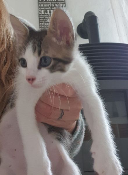 4 Waisenkätzchen in Handaufzucht in liebevolle Hände abzugeben