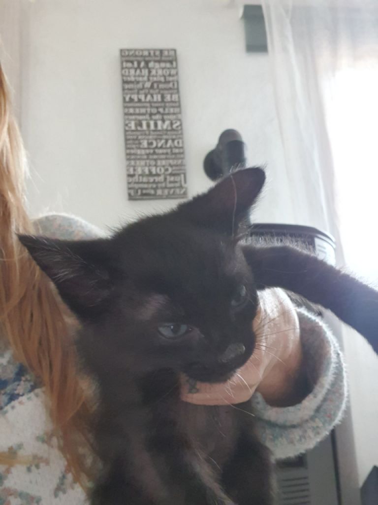 4 Waisenkätzchen in Handaufzucht in liebevolle Hände abzugeben