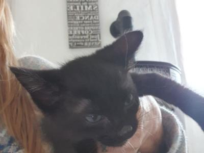 4 Waisenkätzchen in Handaufzucht in liebevolle Hände abzugeben