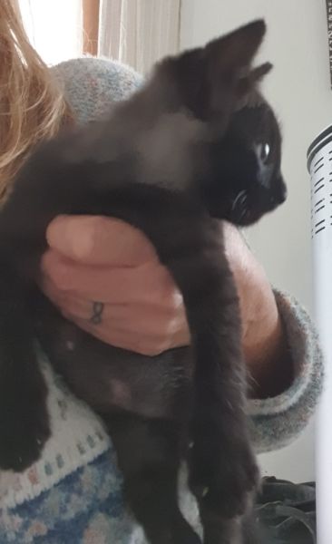 4 Waisenkätzchen in Handaufzucht in liebevolle Hände abzugeben