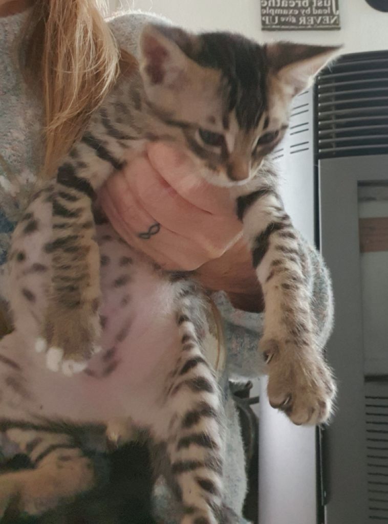 4 Waisenkätzchen in Handaufzucht in liebevolle Hände abzugeben