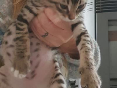 4 Waisenkätzchen in Handaufzucht in liebevolle Hände abzugeben