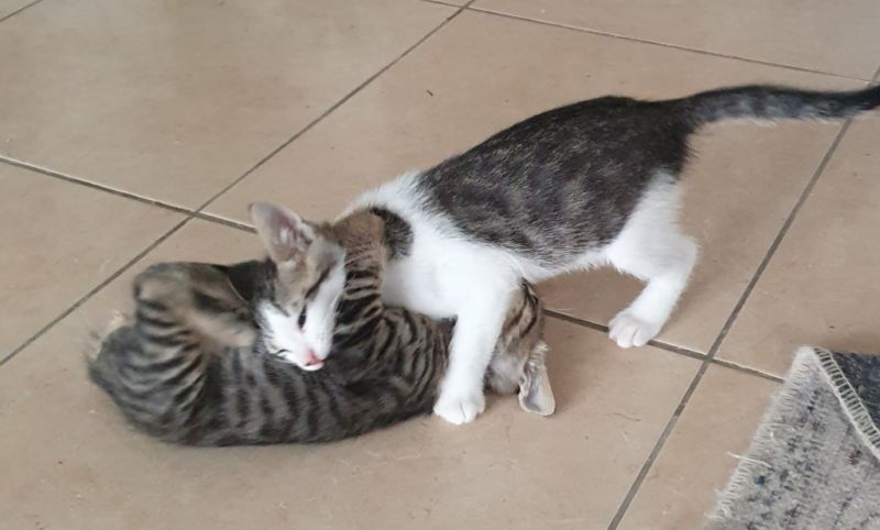 4 Waisenkätzchen in Handaufzucht in liebevolle Hände abzugeben