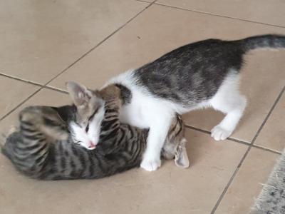 4 Waisenkätzchen in Handaufzucht in liebevolle Hände abzugeben