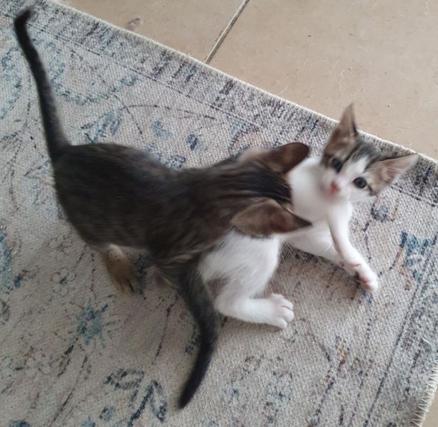 4 Waisenkätzchen in Handaufzucht in liebevolle Hände abzugeben