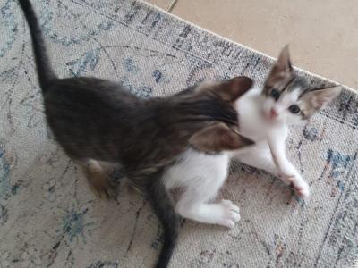 4 Waisenkätzchen in Handaufzucht in liebevolle Hände abzugeben