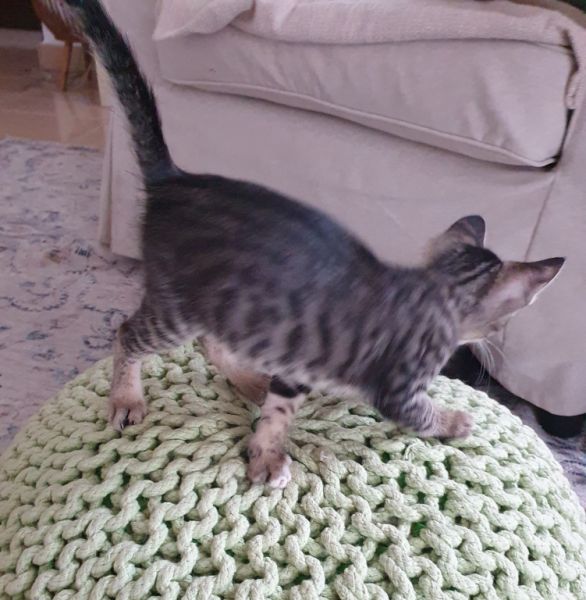 4 Waisenkätzchen in Handaufzucht in liebevolle Hände abzugeben