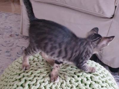 4 Waisenkätzchen in Handaufzucht in liebevolle Hände abzugeben