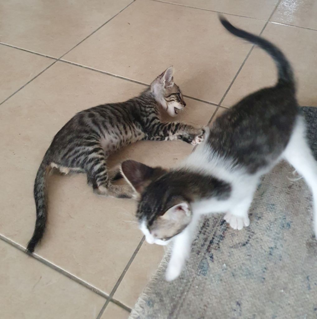 4 Waisenkätzchen in Handaufzucht in liebevolle Hände abzugeben