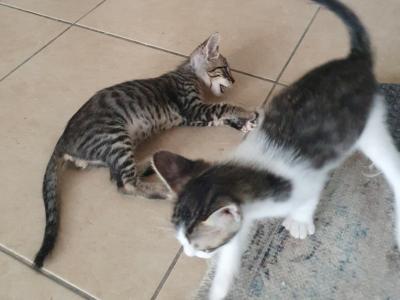 4 Waisenkätzchen in Handaufzucht in liebevolle Hände abzugeben