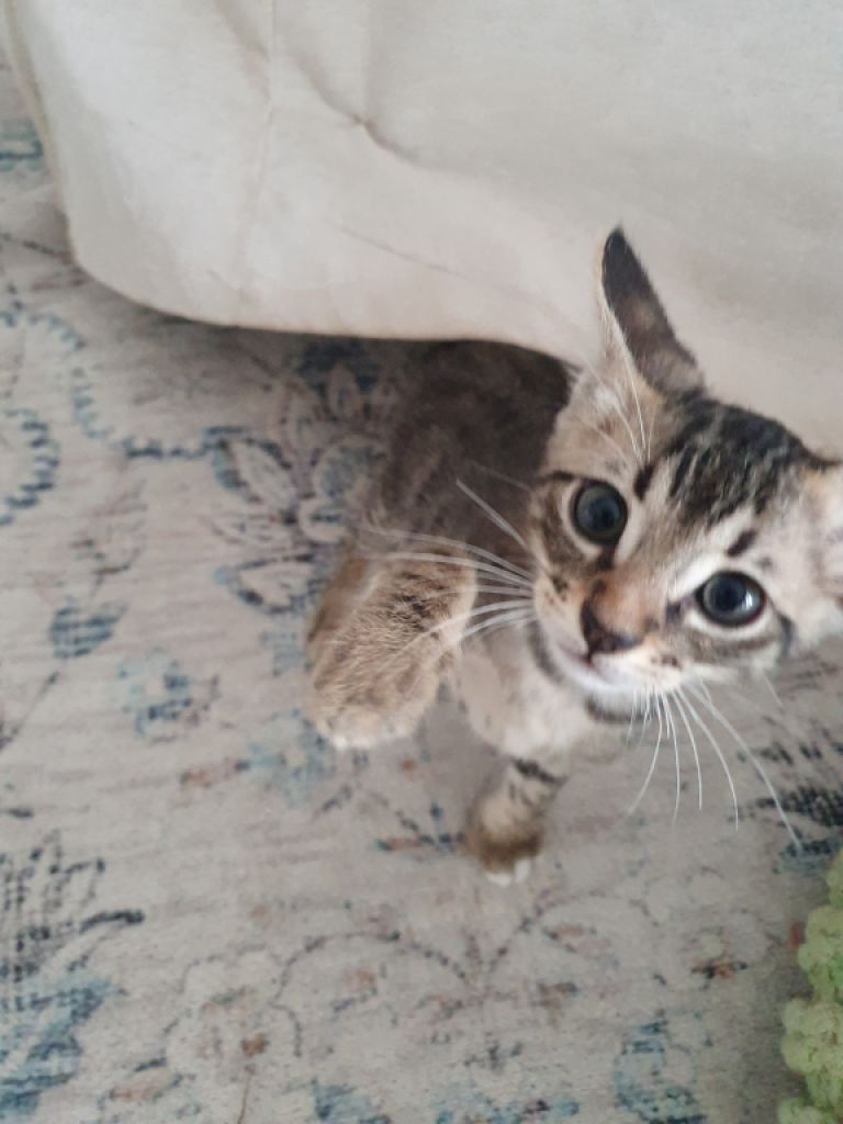 4 Waisenkätzchen in Handaufzucht in liebevolle Hände abzugeben