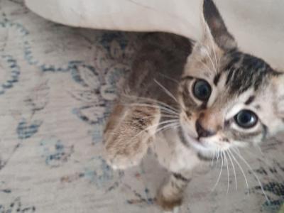 4 Waisenkätzchen in Handaufzucht in liebevolle Hände abzugeben