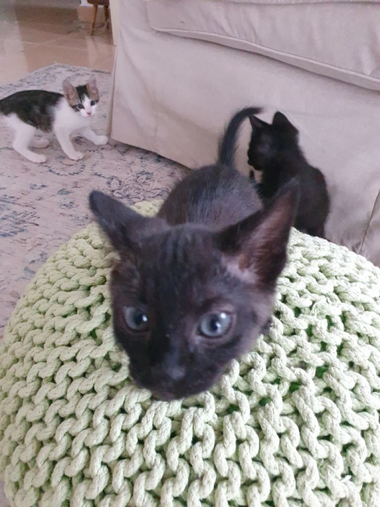 4 Waisenkätzchen in Handaufzucht in liebevolle Hände abzugeben