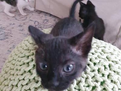 4 Waisenkätzchen in Handaufzucht in liebevolle Hände abzugeben