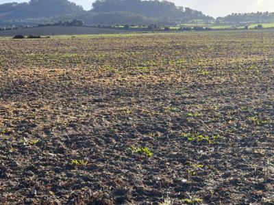 Bau Grundstück zu Verkaufen zona Montuiri