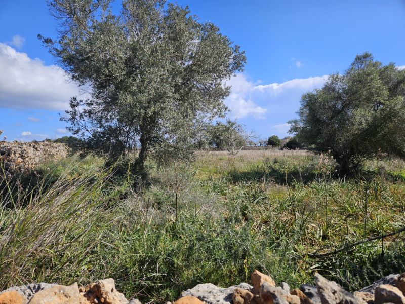 Building plot in Santa Margalida, Mallorca