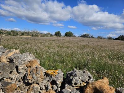 Building plot in Santa Margalida, Mallorca