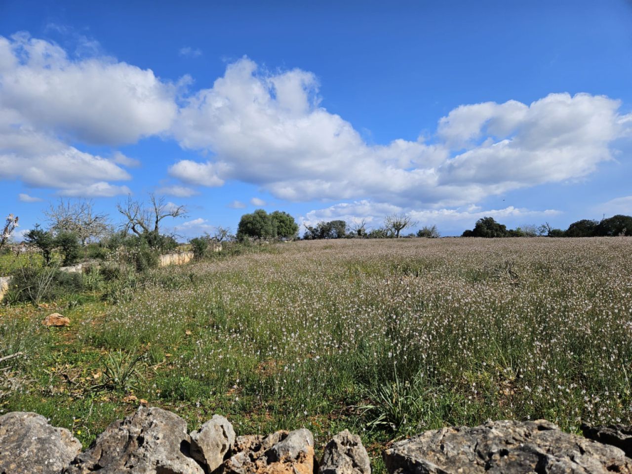 Building plot in Santa Margalida, Mallorca