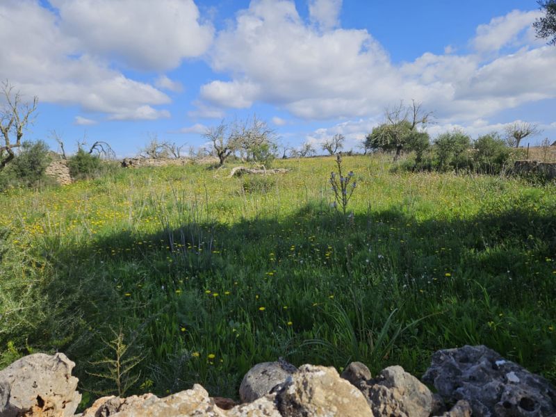 Building plot in Santa Margalida, Mallorca