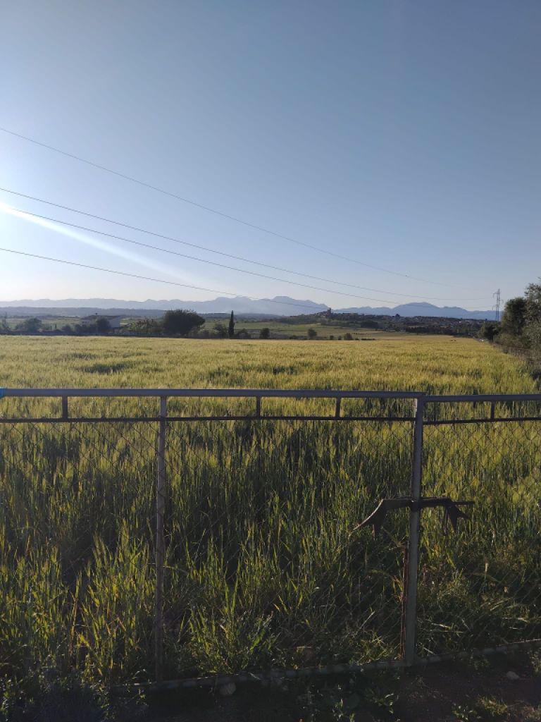 Se vende terreno edificable en Ariany   50.000M2